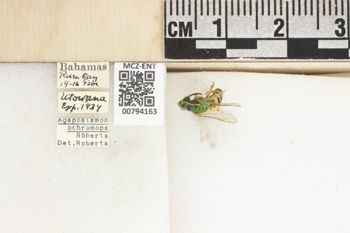 Media type: image;   Entomology 794163 Aspect: Labels